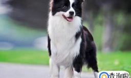 牧羊犬一般喜欢吃什么食物