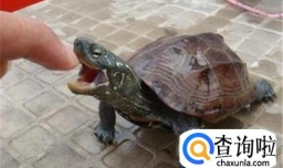 被乌龟咬住了手指怎么办