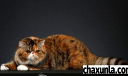 长毛猫掉毛严重吗