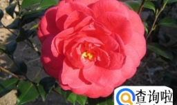 什么花孕妇最好不要去接触？