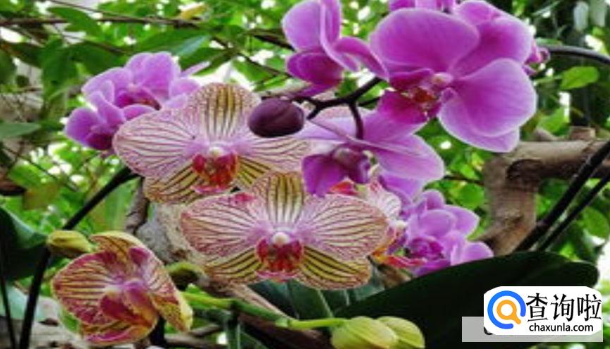 蝴蝶兰开完花要怎么养