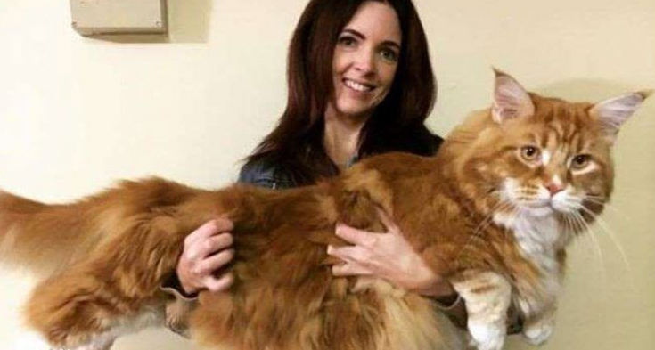 世界上最大的猫