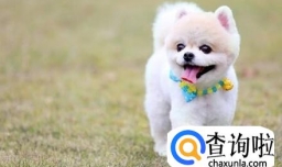 宠物狗大便干燥，小狗大便干燥吃啥药