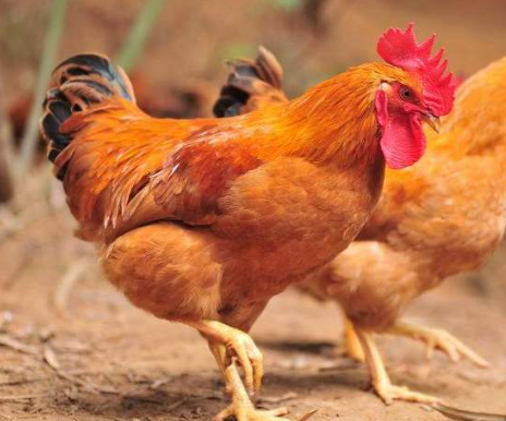 鸡毛蒜皮打一动物生肖