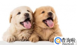 狗狗会感冒吗？狗狗感冒了怎么办？