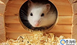 怎么让仓鼠晚上不闹腾