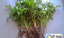 怎样种植盆栽香菜