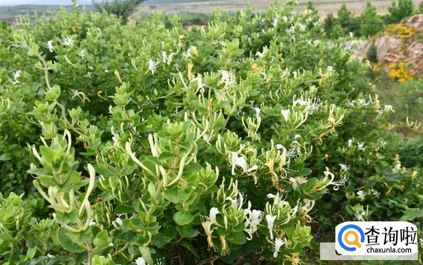 刚摘的金银花怎么保存较好