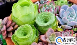 怎么养多肉才又矮又肥