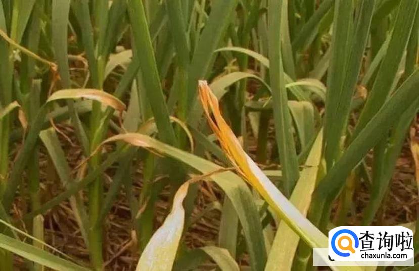 大蒜苗叶枯病很严重怎么治疗