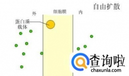 物质跨膜运输的方式有哪些？