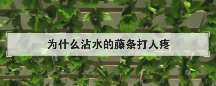 为什么沾水的藤条打人疼