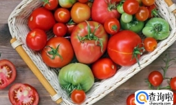 番茄是蔬菜还是水果