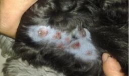 狗狗皮肤病都有哪几种？这些症状需要注意!