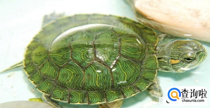 乌龟眼睛肿了睁不开怎么办