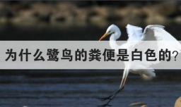 为什么鹭鸟的粪便是白色的