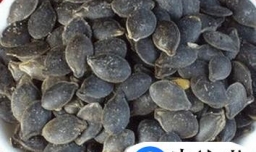 丝瓜催芽和移植