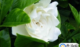 怎样自制栀子花肥料