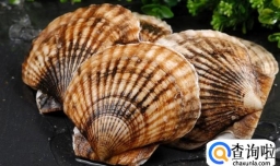 怎样煮扇贝最好吃