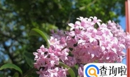 家庭花卉的种植需要注意哪些方面？