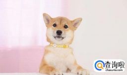 柴犬的市场价格一般在多少钱左右？