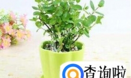 如何养植盆栽薄荷