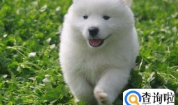 ？萨摩耶为什么不能养？