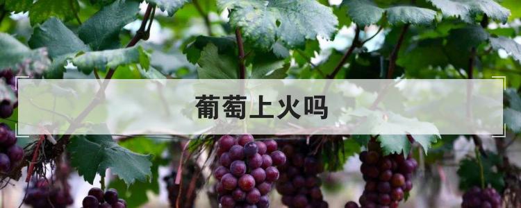 葡萄上火吗