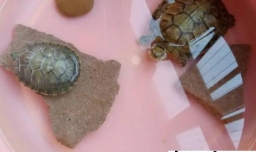 乌龟夏天不吃东西吗