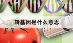 转基因是什么意思