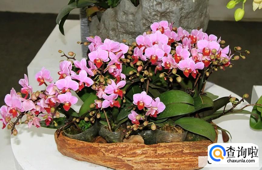 蝴蝶兰开花以后如何剪枝