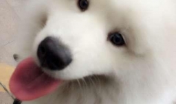 如何让父母同意养狗