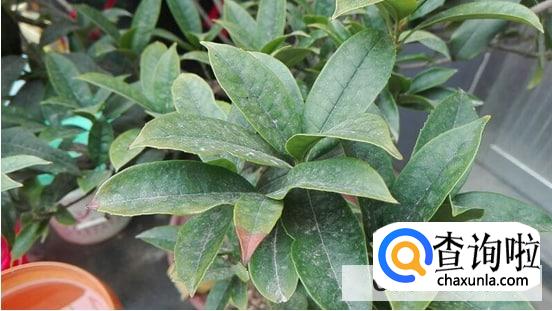 盆栽桂花树叶子尖发黄干枯怎么办