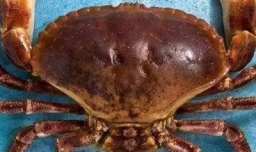 螃蟹有几只脚？