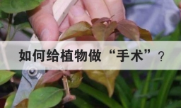如何给植物做手术