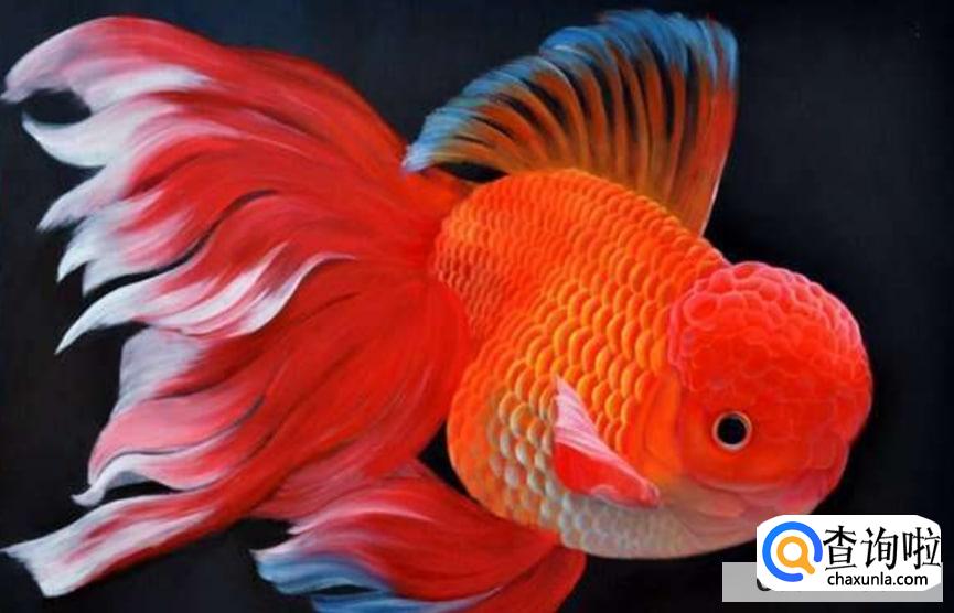 金鱼怎么养才不容易死