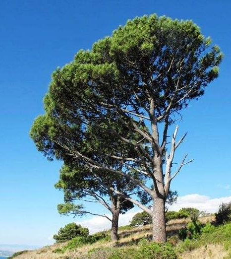 世界上最高的树