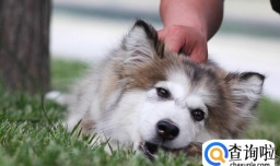 阿拉斯加耳朵立不起来怎么办,阿拉斯加耳朵如何清理