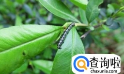 家庭园艺有哪些常见害虫