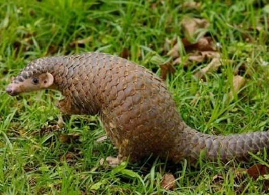 动物尾巴的作用