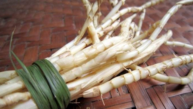 白茅根的作用与功效