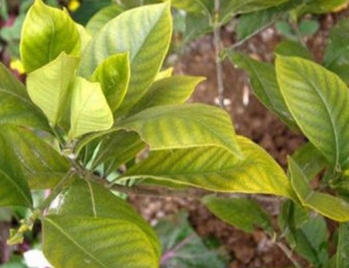 栀子花叶子发黄是什么原因