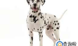 斑点狗适合家养吗？了解这些你就完全明白！