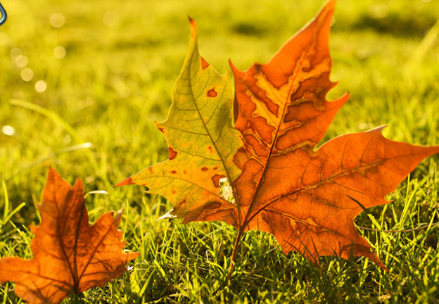 一叶知秋的感情寓意