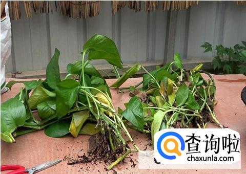 绿萝烂根最简单的处理方法是什么