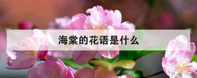 海棠的花语是什么