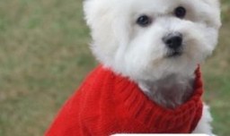 怎么养好比熊幼犬