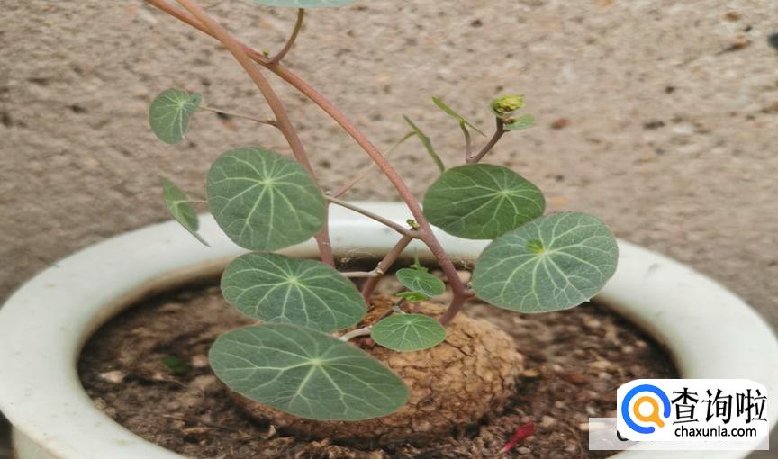 山乌龟怎么养才能更好