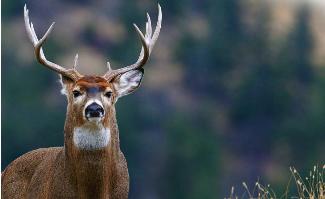 四不像是什么动物