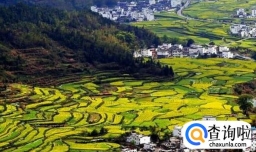 油菜花有哪些知名观赏地